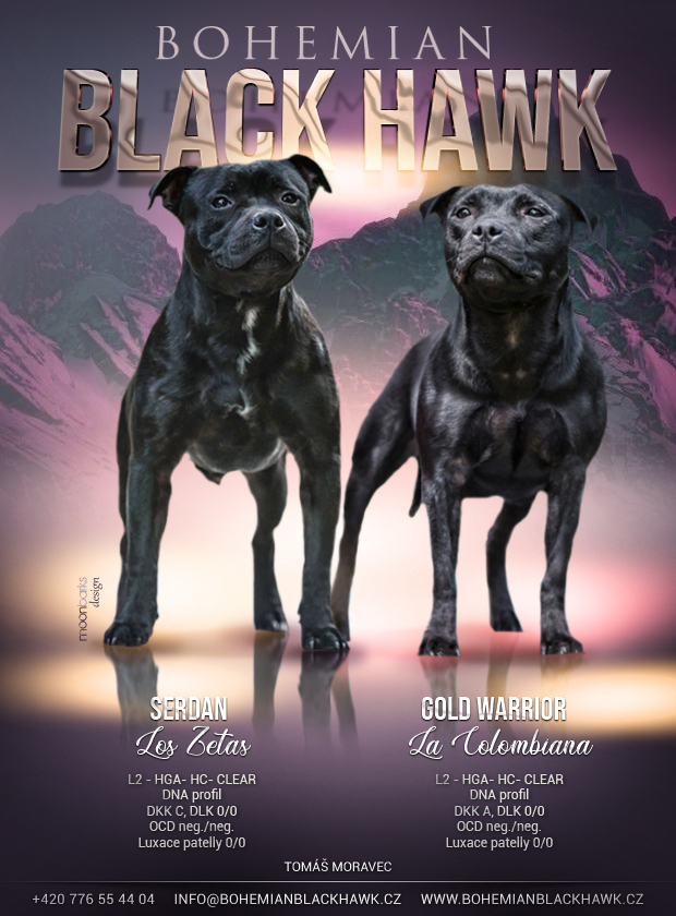 bohemian black hawk22